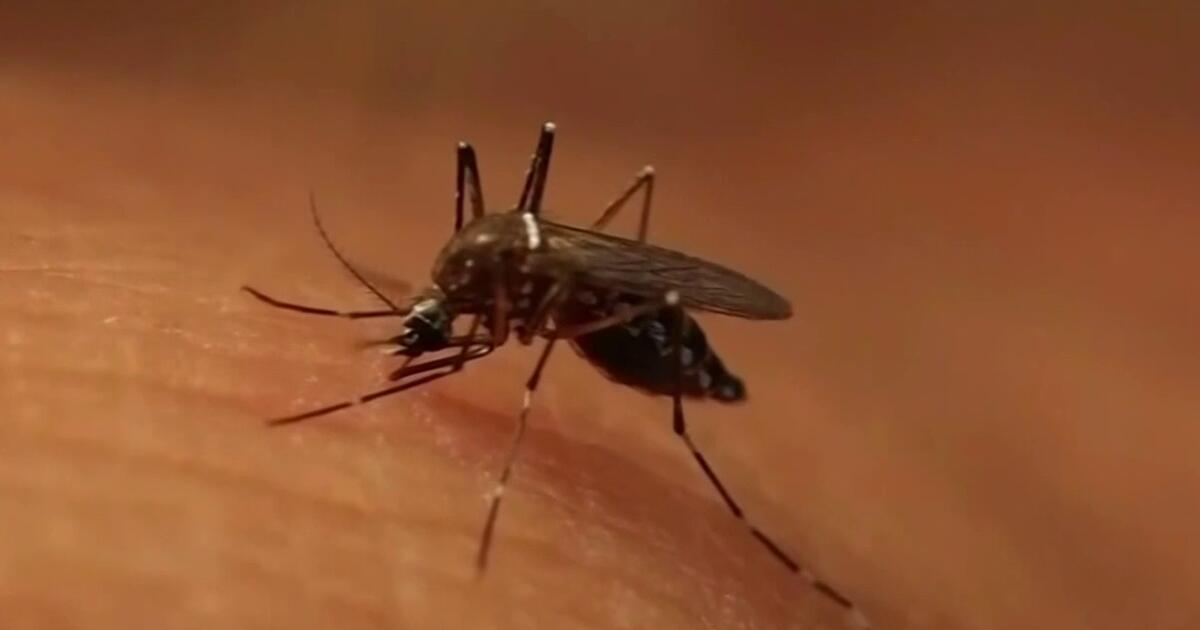 La malaria vuelve a Maryland que registra su primer caso tras más de 40 años
